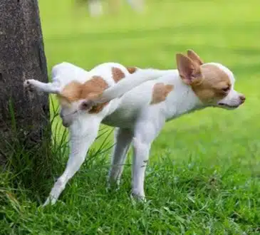 Quand votre chien se lèche les pattes : interprétations et conseils