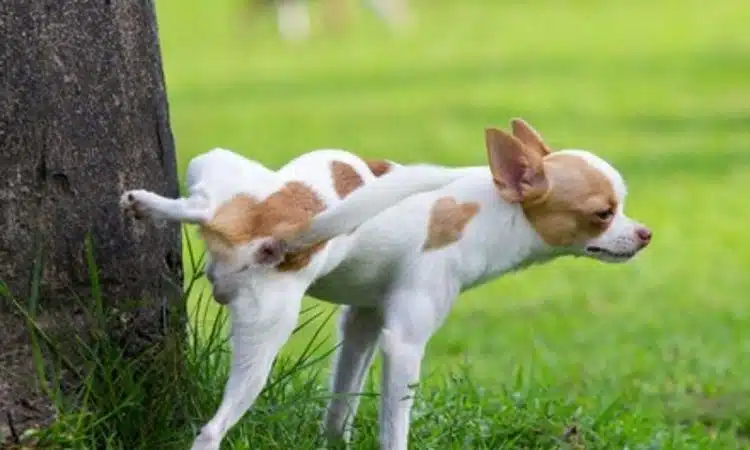 Quand votre chien se lèche les pattes : interprétations et conseils