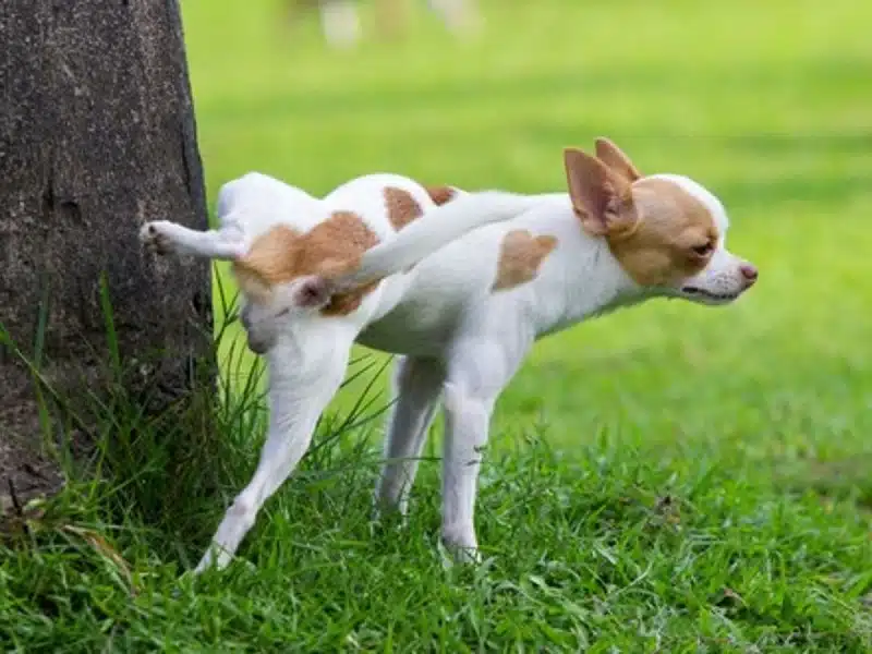 Quand votre chien se lèche les pattes : interprétations et conseils