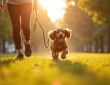 Cocker spaniel joyeux courant avec une femme dans un parc urbain ensoleille