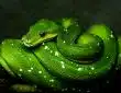 green viper