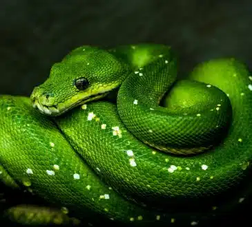 green viper