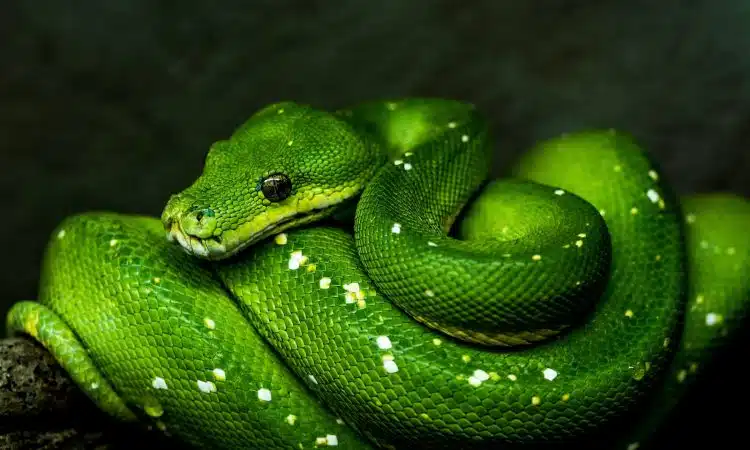 green viper